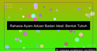 gambar ayam aduan badan ideal