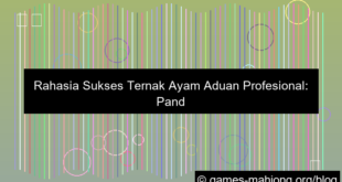 ayam aduan profesional