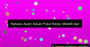 ilustrasi ayam aduan pukul keras