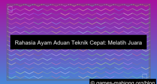 gambar ayam aduan teknik cepat