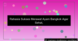 cara merawat ayam bangkok